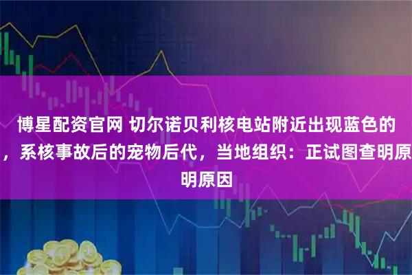 博星配资官网 切尔诺贝利核电站附近出现蓝色的狗，系核事故后的宠物后代，当地组织：正试图查明原因