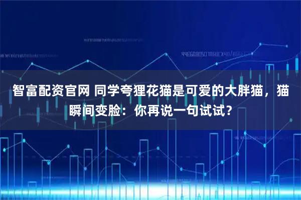 智富配资官网 同学夸狸花猫是可爱的大胖猫，猫瞬间变脸：你再说一句试试？
